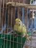 Budgerigar bird 1 pair